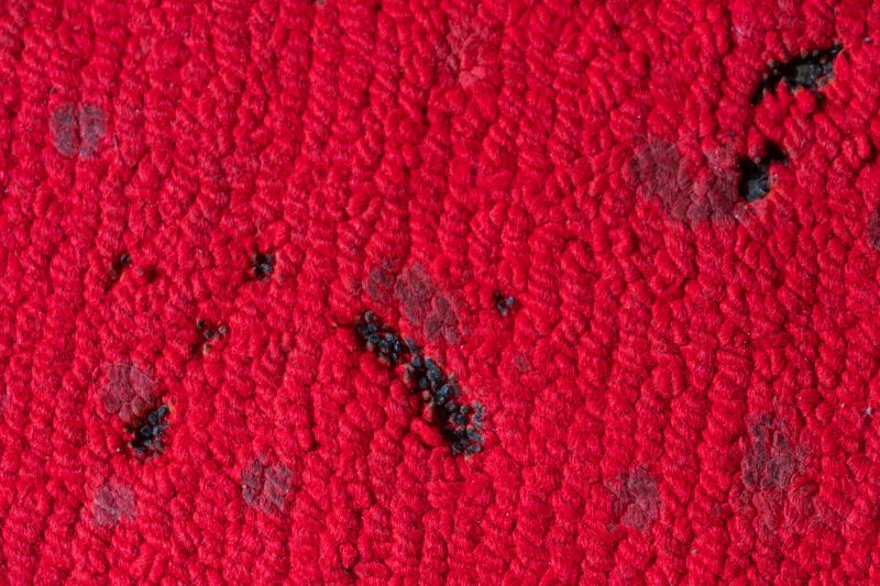 Pet Stain Carpet Repair in Olathe, KS